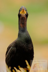 Cormorán grande