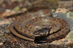 Culebra cogulla