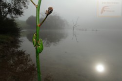 Ranita meridional