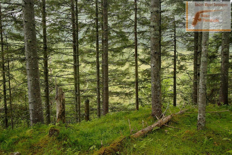 Bosque noruego