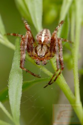 Araña de jardín