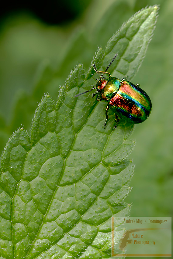 Escarabajo arcoiris