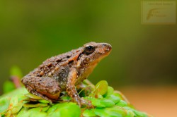 Sapillo pintojo meridional