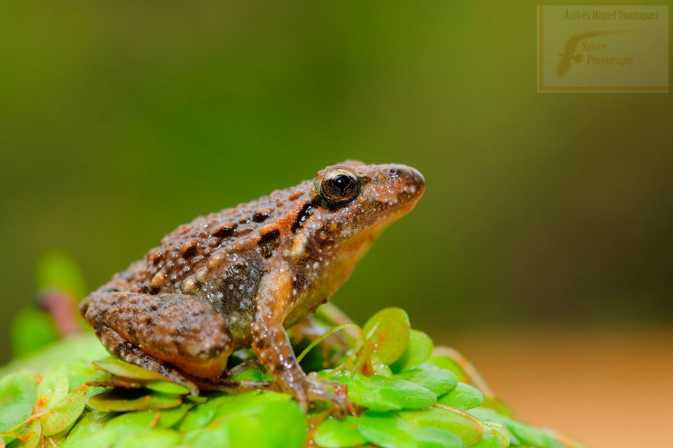 Sapillo pintojo meridional