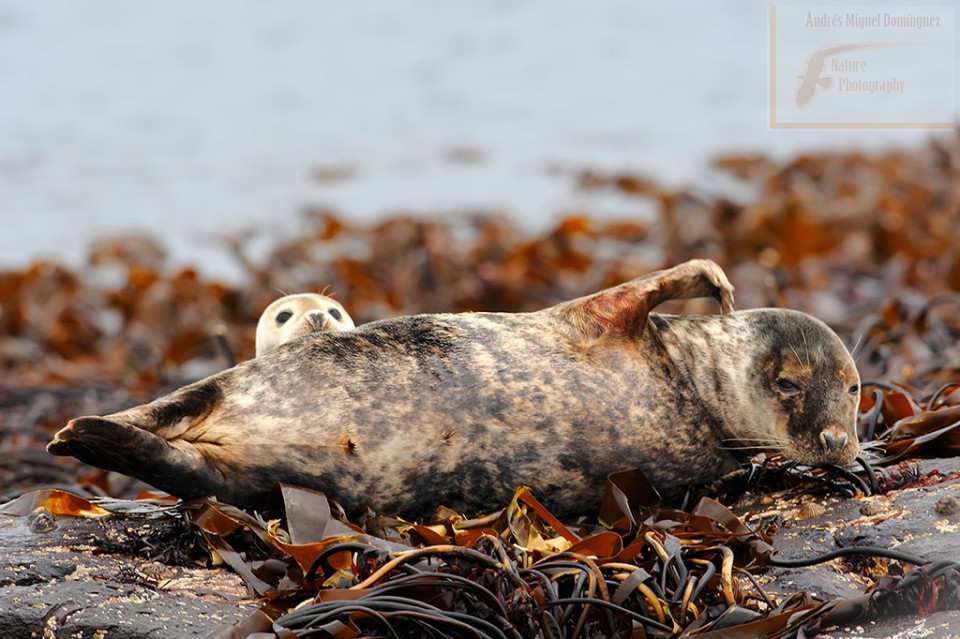 Foca gris