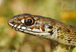 Culebra bastarda