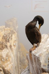 Cormorán grande