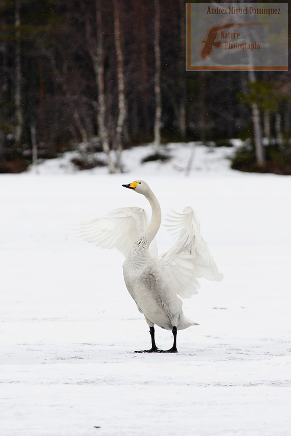 Cisne cantor