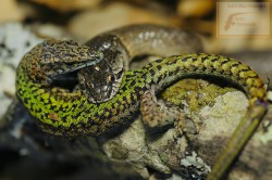 Culebra de cogulla