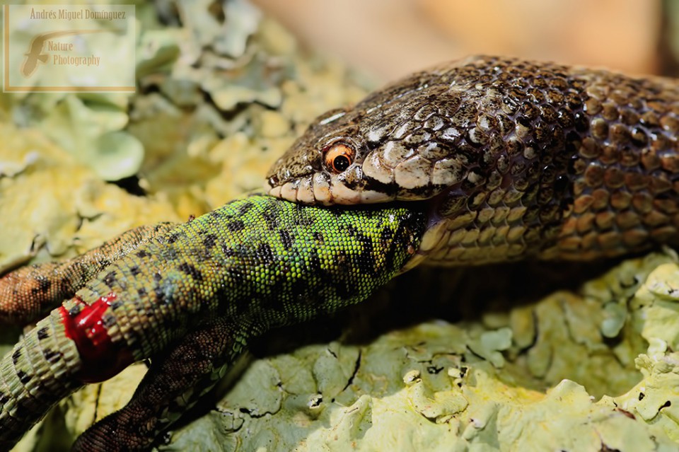 Culebra de cogulla