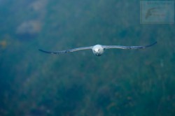 Fulmar boreal