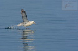 Fulmar boreal