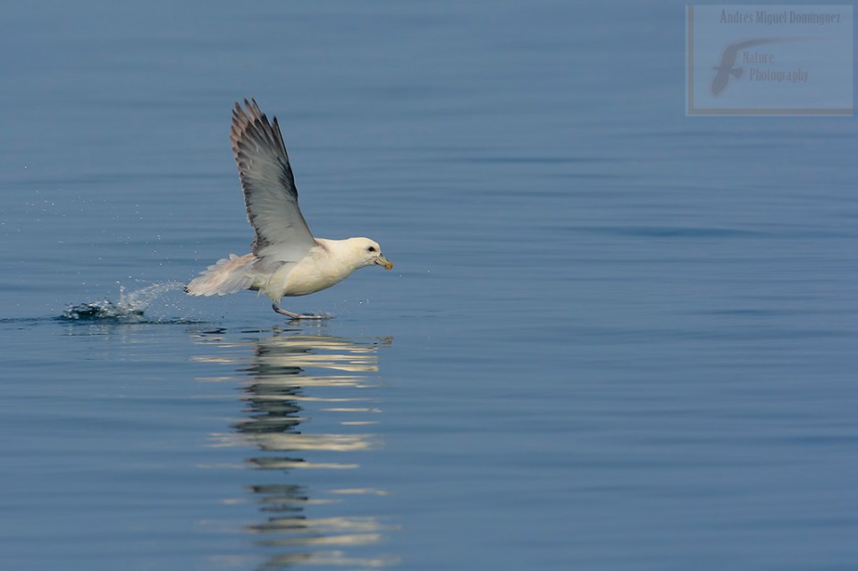 Fulmar boreal