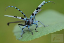 Rosalia alpina