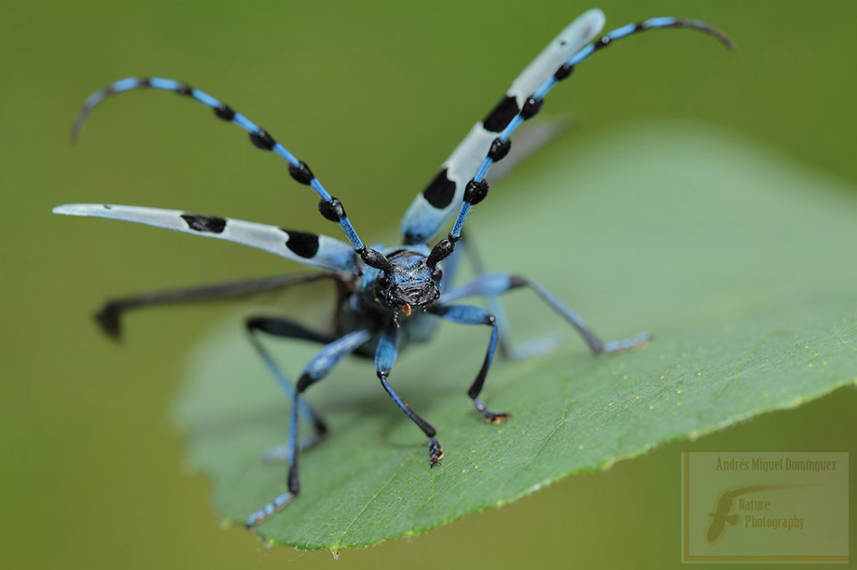Rosalia alpina