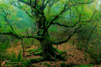 Old gall oak