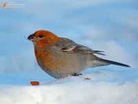 Pine grosbeak