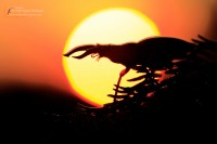 Stag beetle (Lucanus cervus)