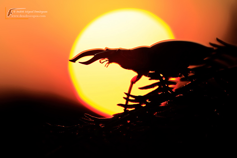 Stag beetle (Lucanus cervus)