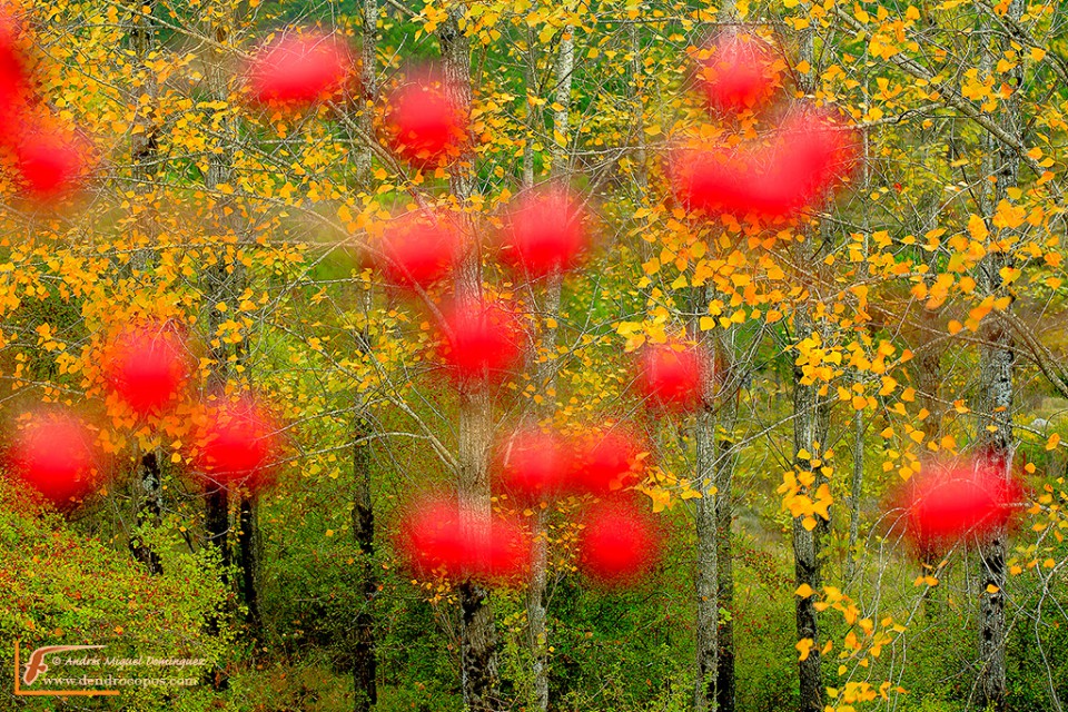 Contrastes de otoño