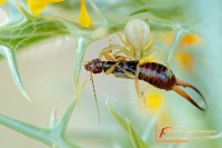 Crab spider