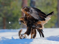 Águila real