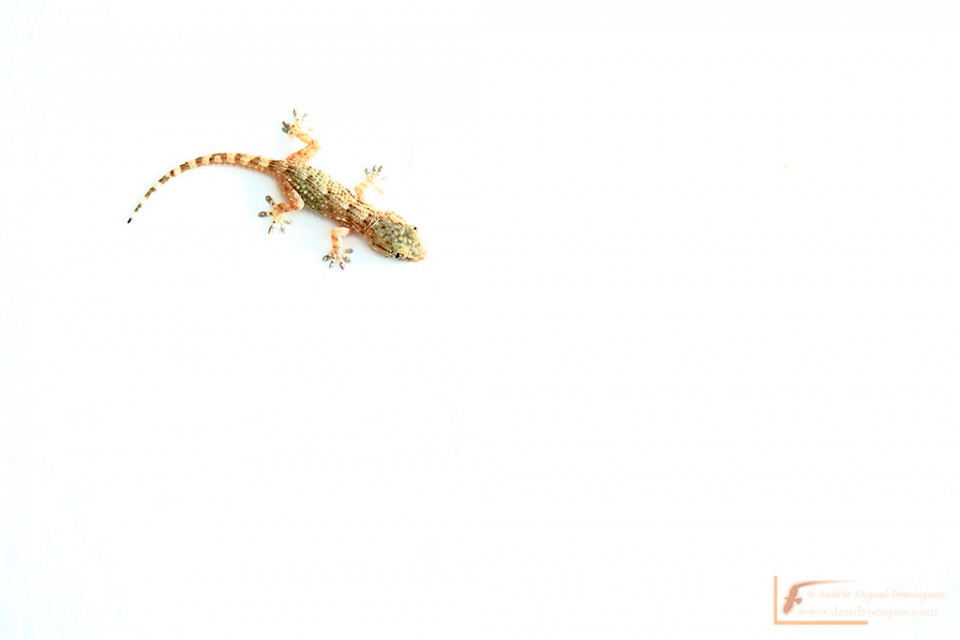 Moorish Gecko (Tarentola mauritanica)