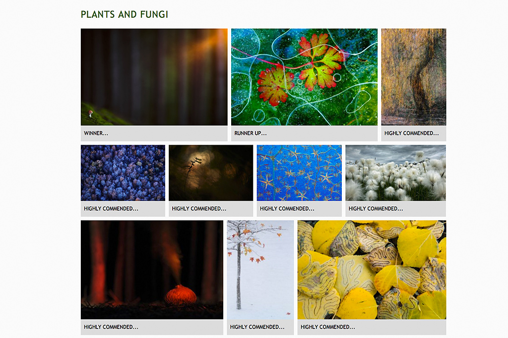 Plants and fungi