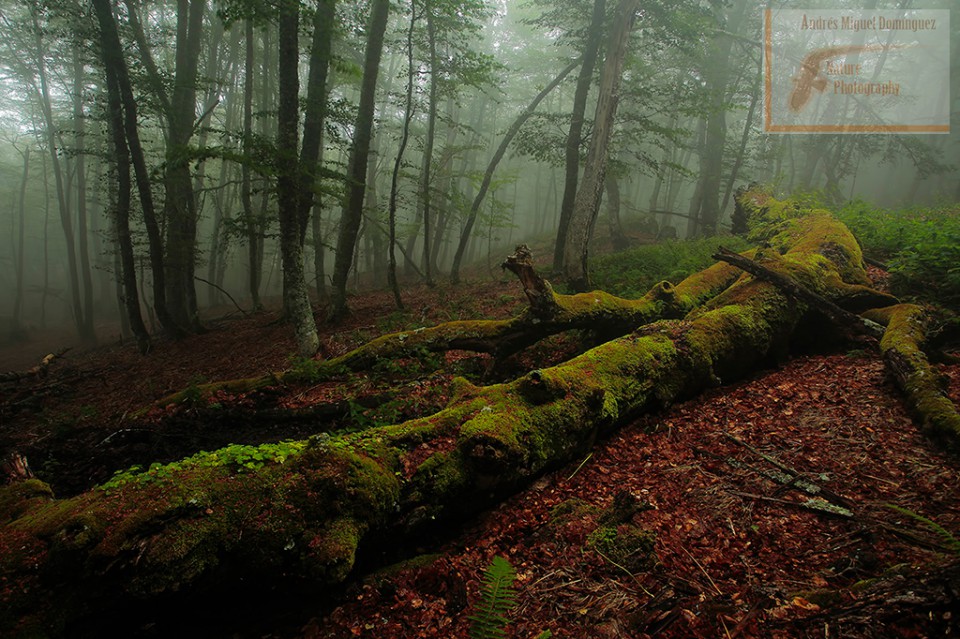 Hayedo en Fuentes Carrionas (Palencia)