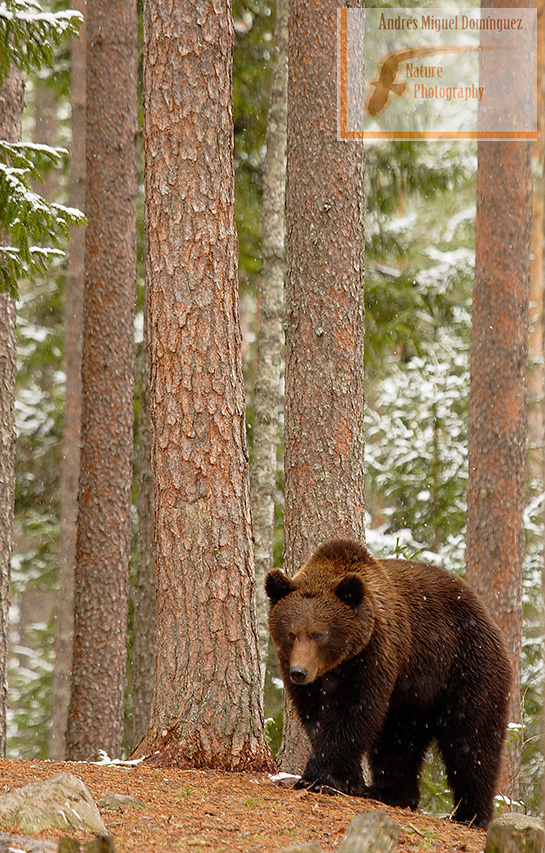 Oso pardo