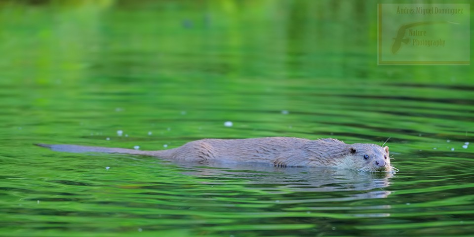 Nutria