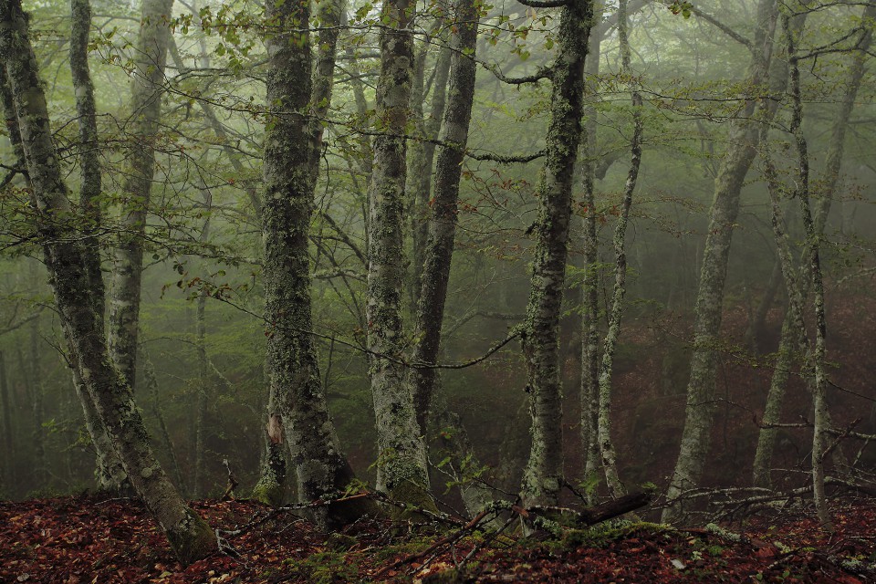 El bosque mágico