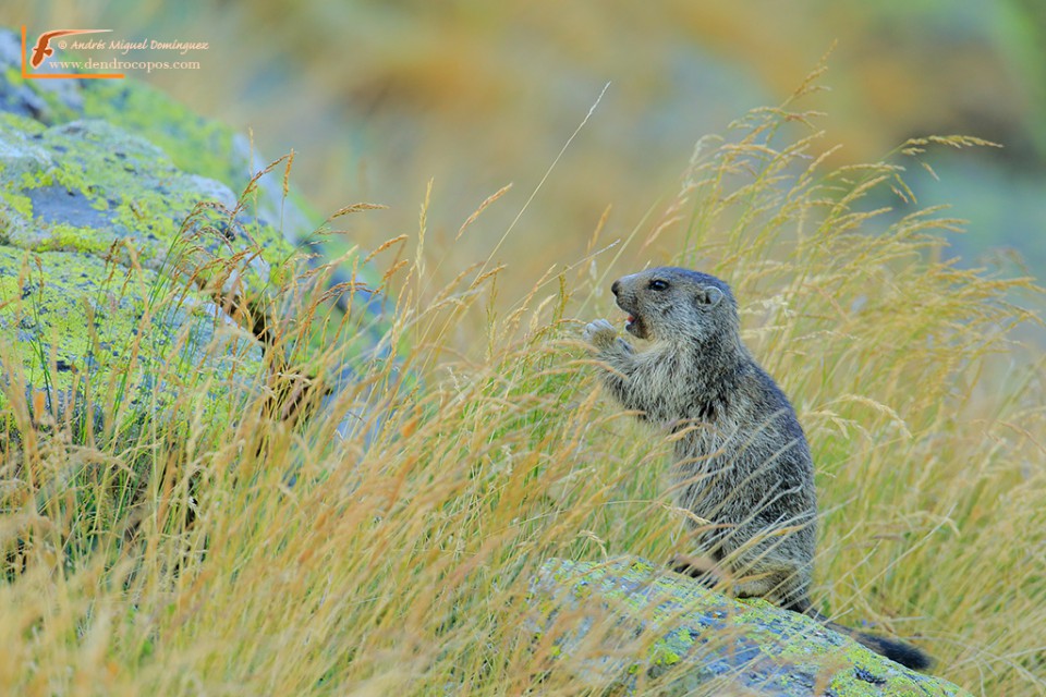 Marmot