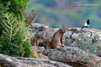 Lince ibérico