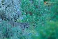 Iberian lynx