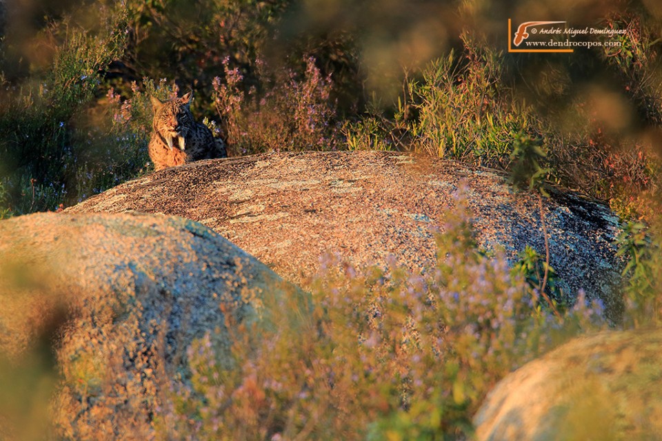 Iberian lynx