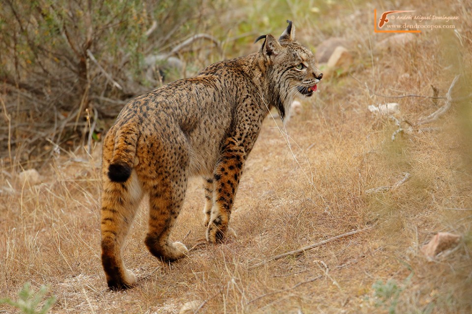 Iberian lynx