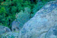 Iberian lynx