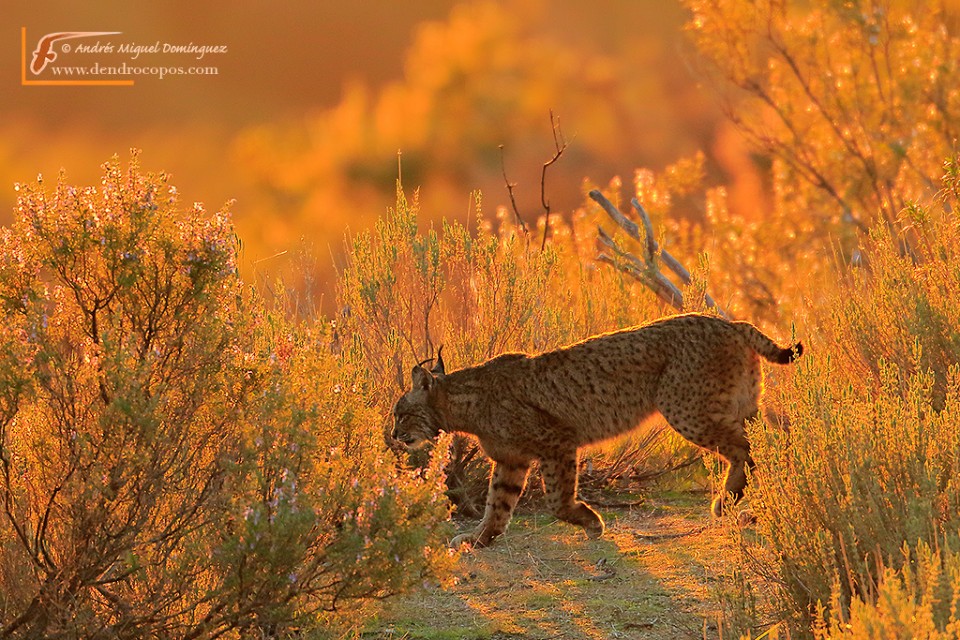 Iberian lynx