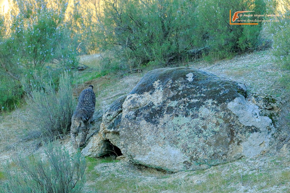 Iberian lynx