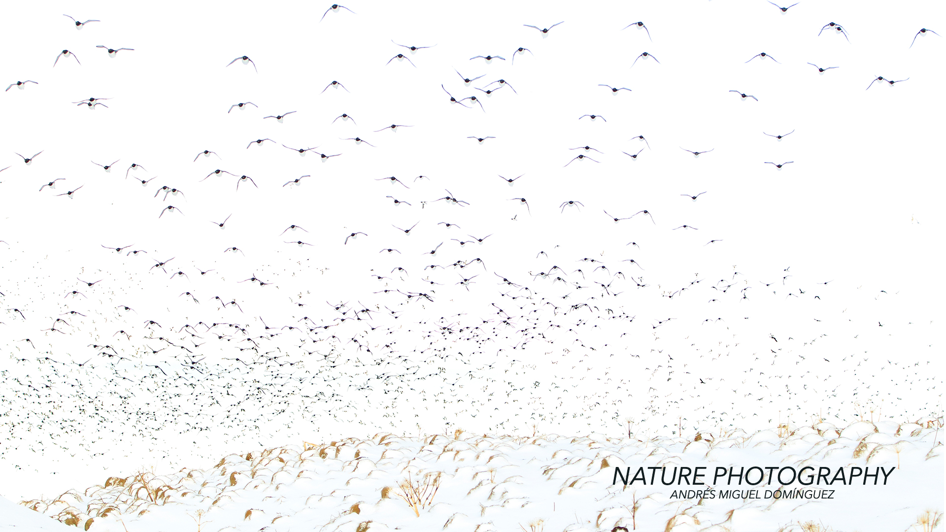 NATURE AND WILDLIFE PHOTOGRAPHY