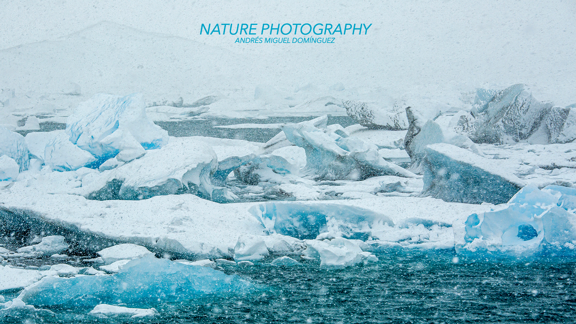 NATURE AND WILDLIFE PHOTOGRAPHY