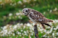 Short-eared owl