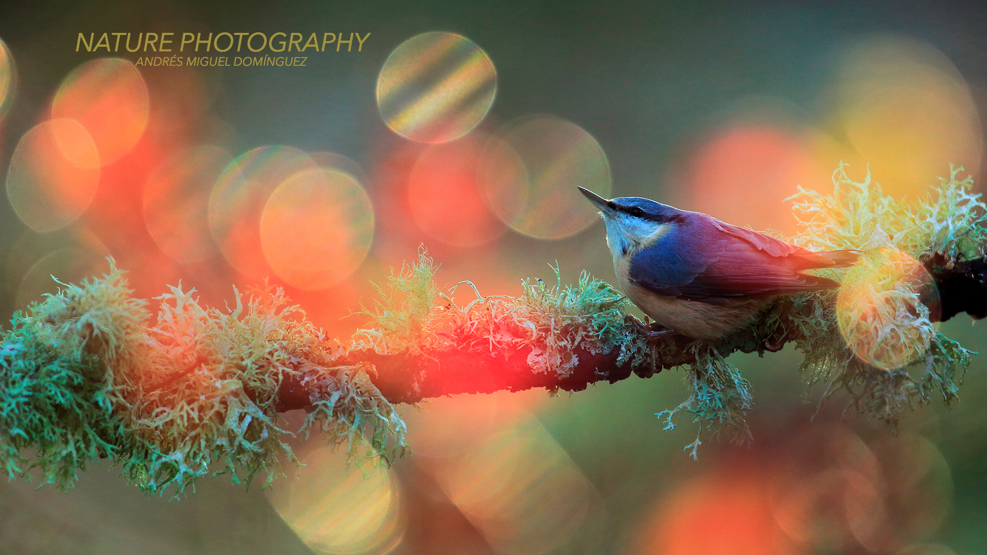 NATURE AND WILDLIFE PHOTOGRAPHY