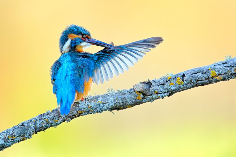 Kingfisher