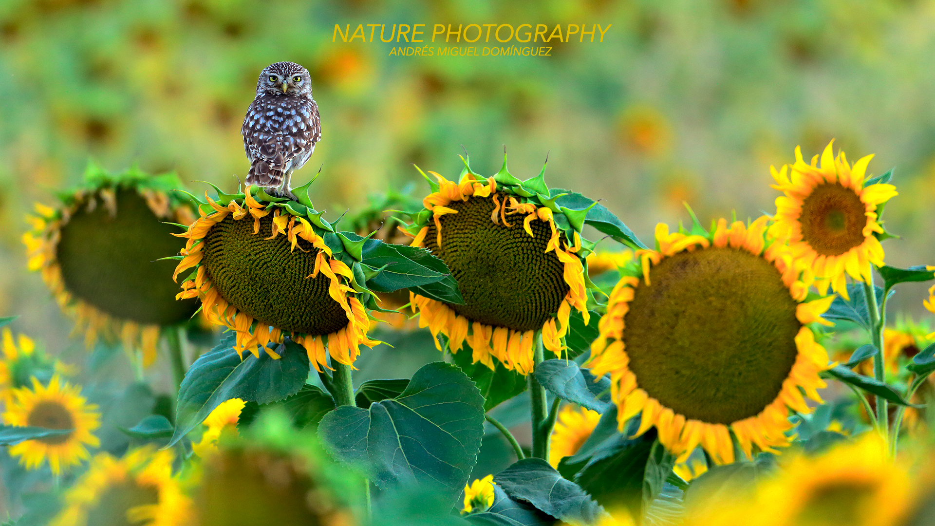NATURE AND WILDLIFE PHOTOGRAPHY