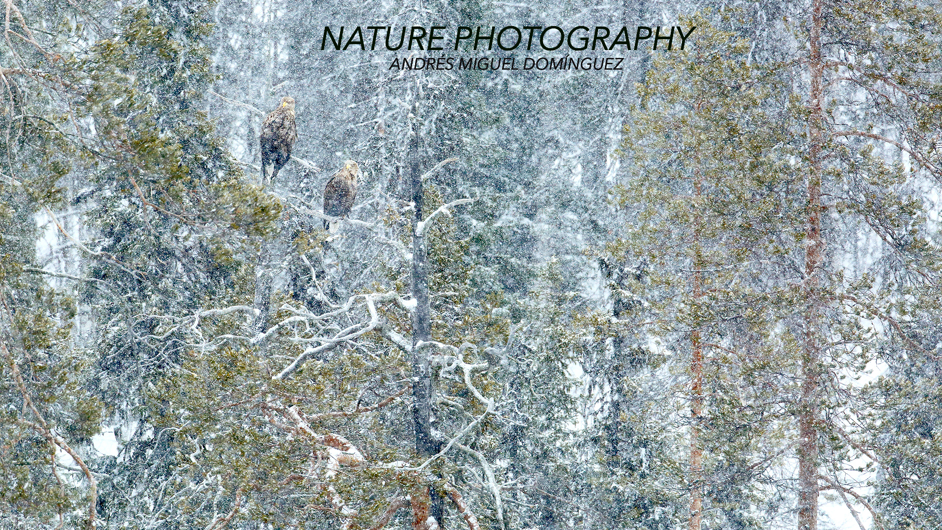 NATURE AND WILDLIFE PHOTOGRAPHY